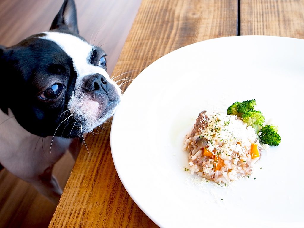 犬好き必見 インスタ映え これがペットのごはん なんでもない日 にこそ愛情たっぷりであげたい最高級ごちそうブランド Unbirthday が登場 ギフト情報サイト ギフトマップ